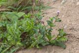 Cirsium arvense