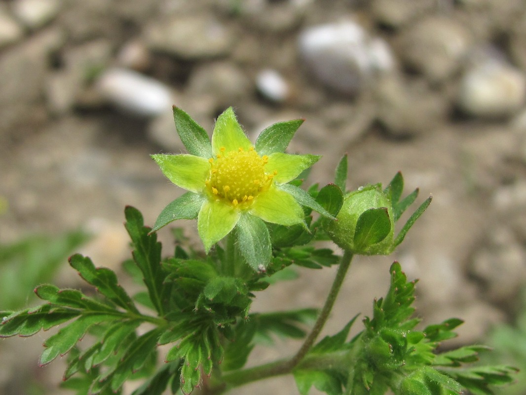 Image of Potentilla supina specimen.