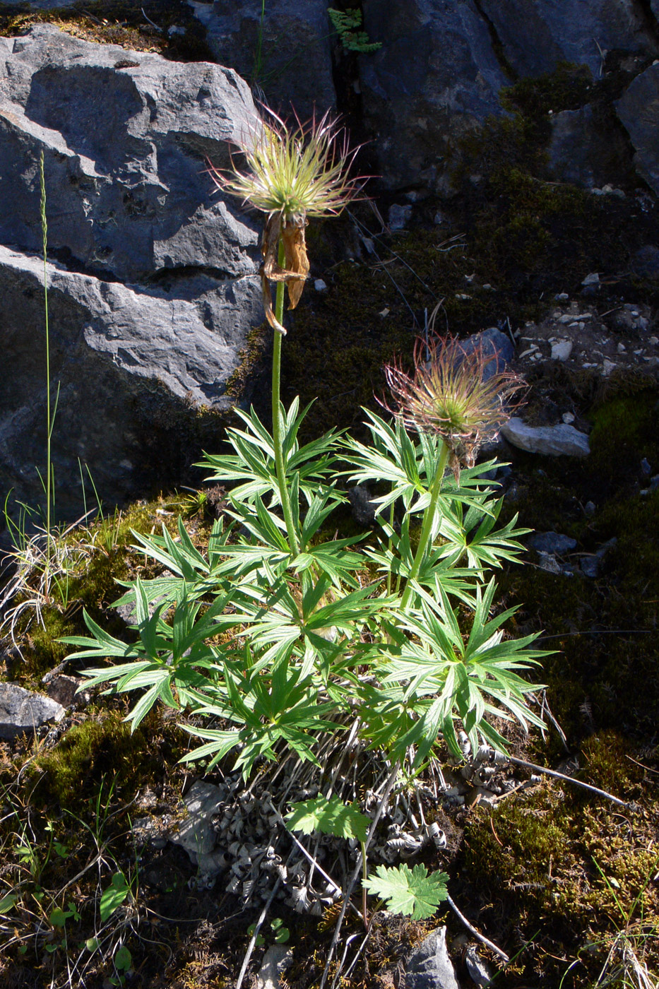 Изображение особи Pulsatilla uralensis.