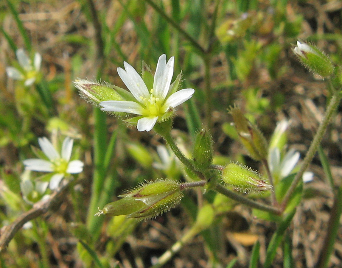 Image of Cerastium syvaschicum specimen.