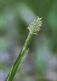 Смотреть изображение Carex sylvatica