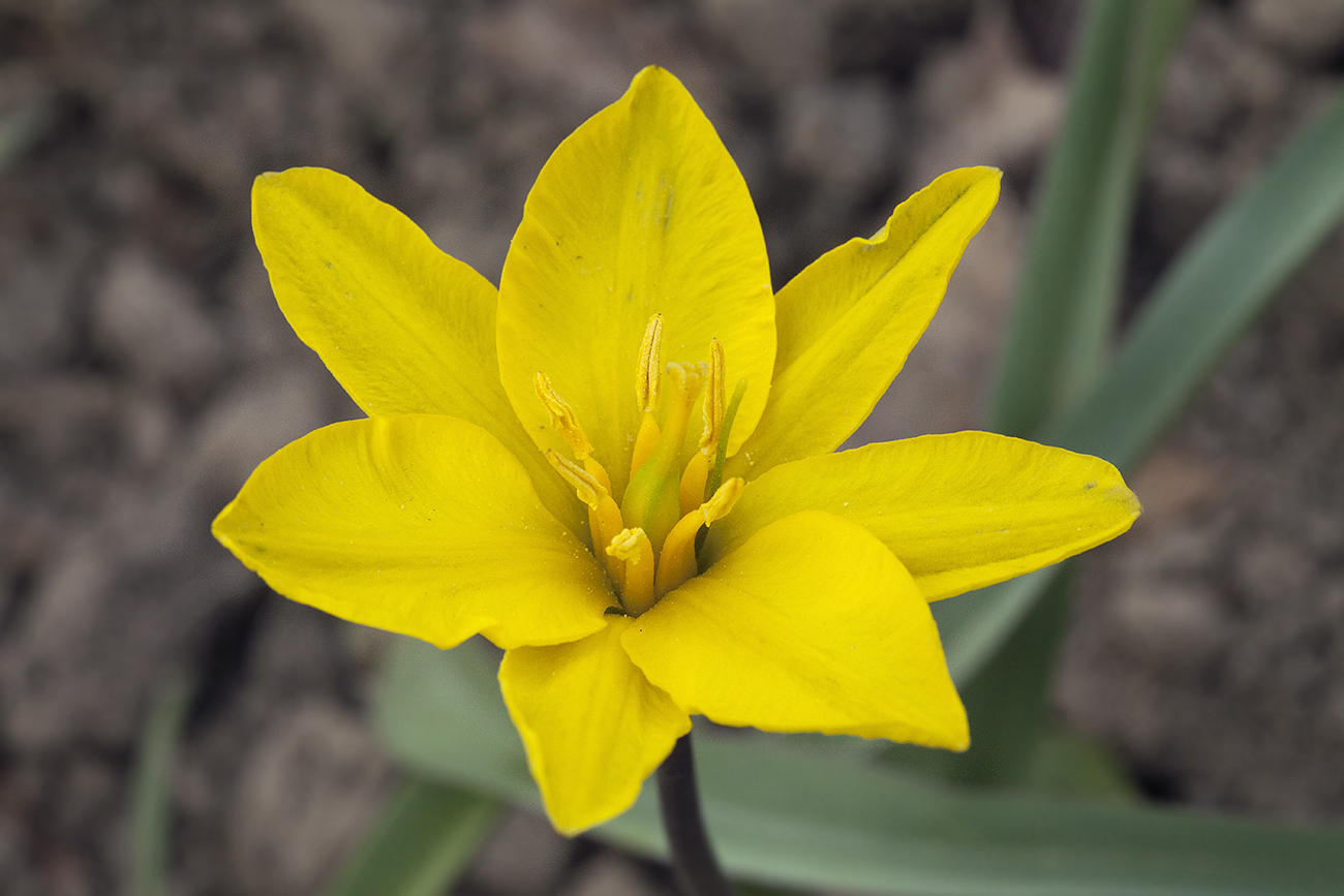 Изображение особи Tulipa uniflora.