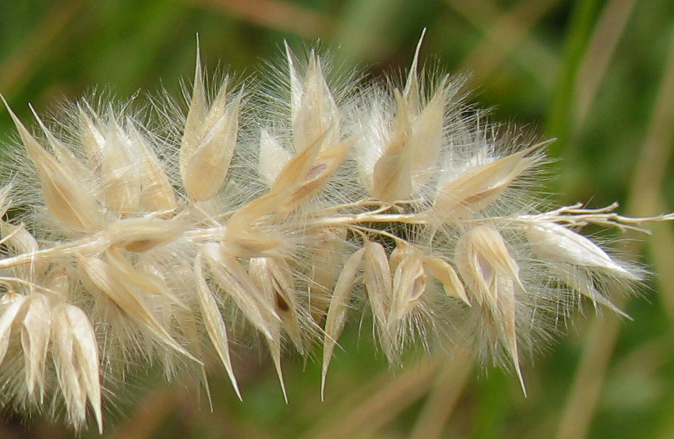 Image of Melica transsilvanica specimen.