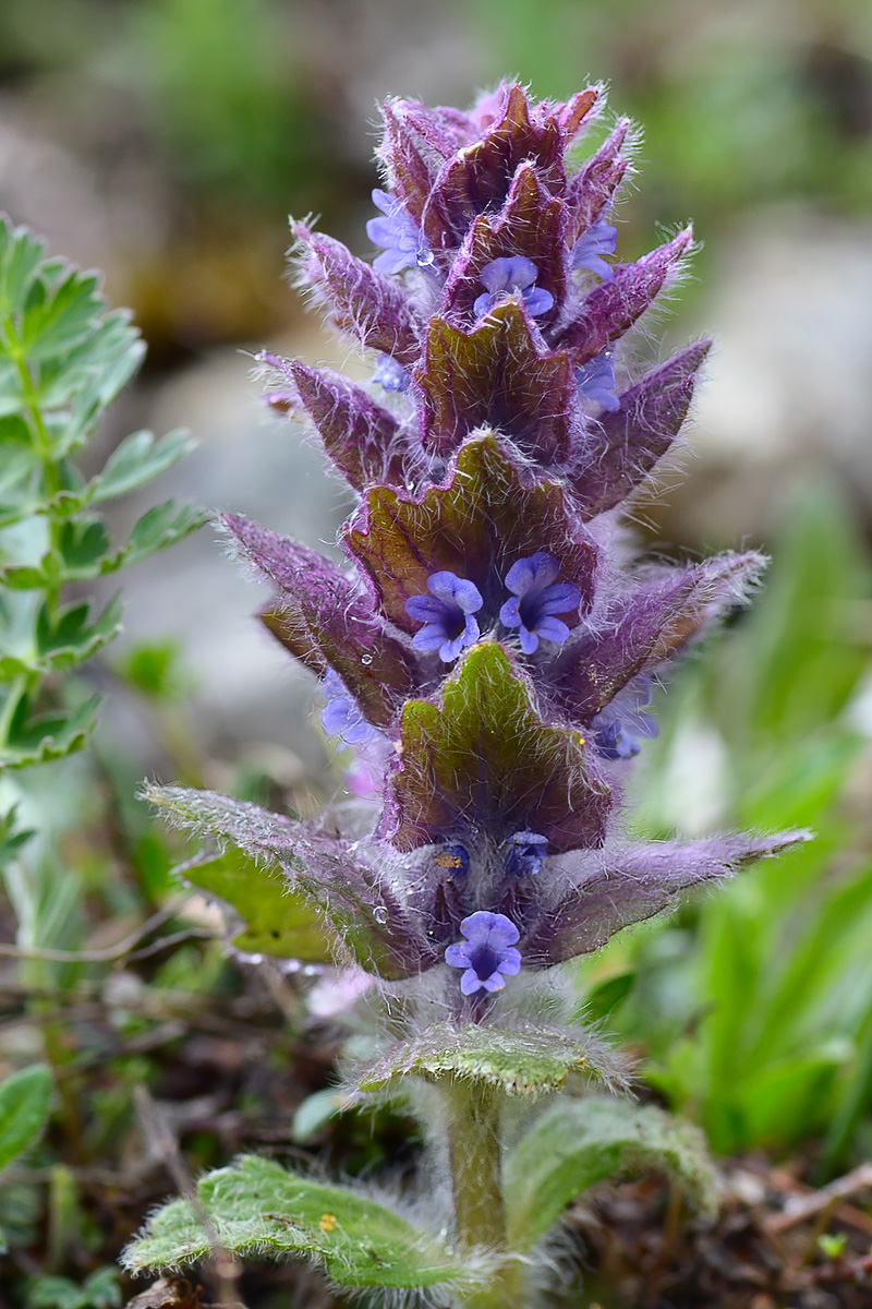 Image of Ajuga orientalis specimen.