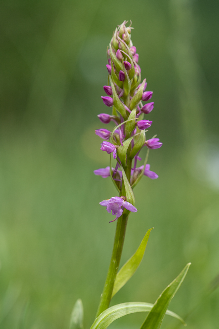 Image of Gymnadenia conopsea specimen.