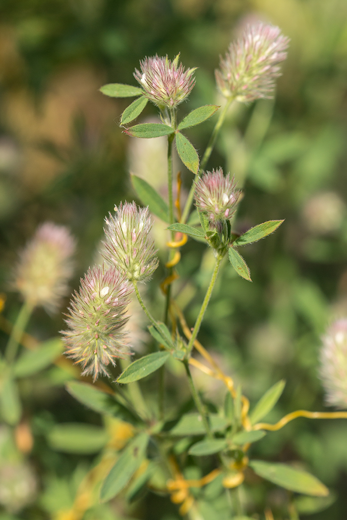 Image of Trifolium arvense specimen.