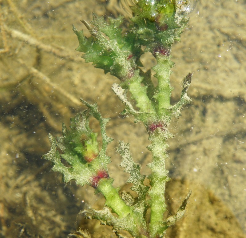 Изображение особи Najas marina ssp. aculeolata.