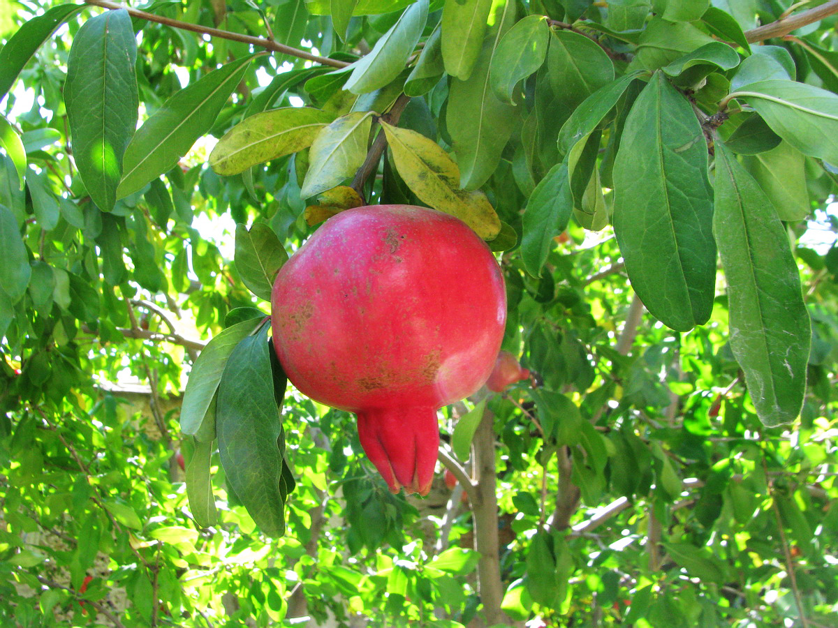 Image of Punica granatum specimen.