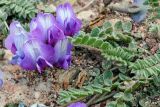 Oxytropis atbaschi