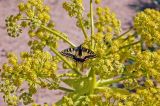 Ferula foetida