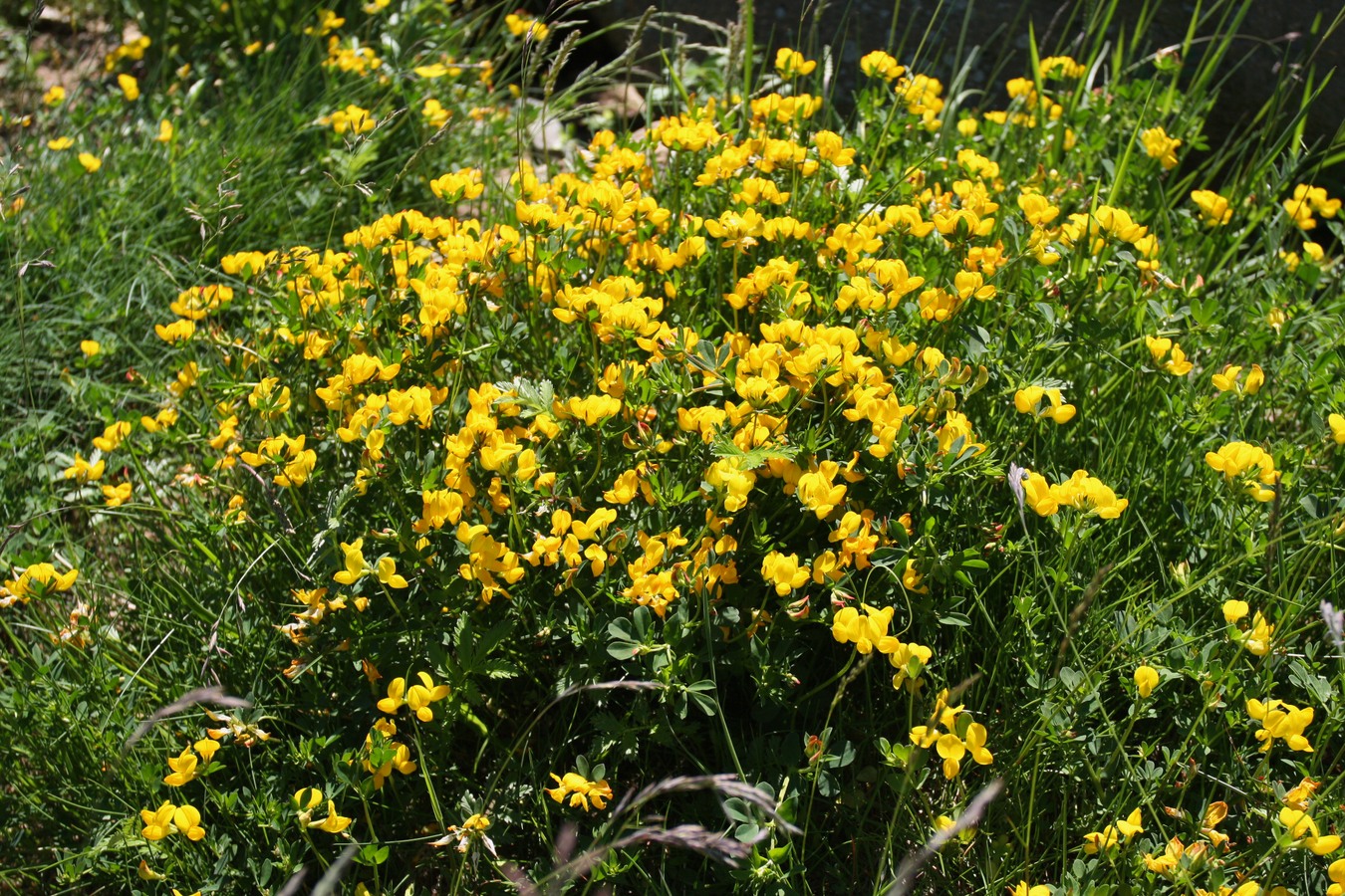 Image of Lotus ruprechtii specimen.