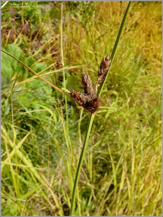 Image of Bolboschoenus planiculmis specimen.