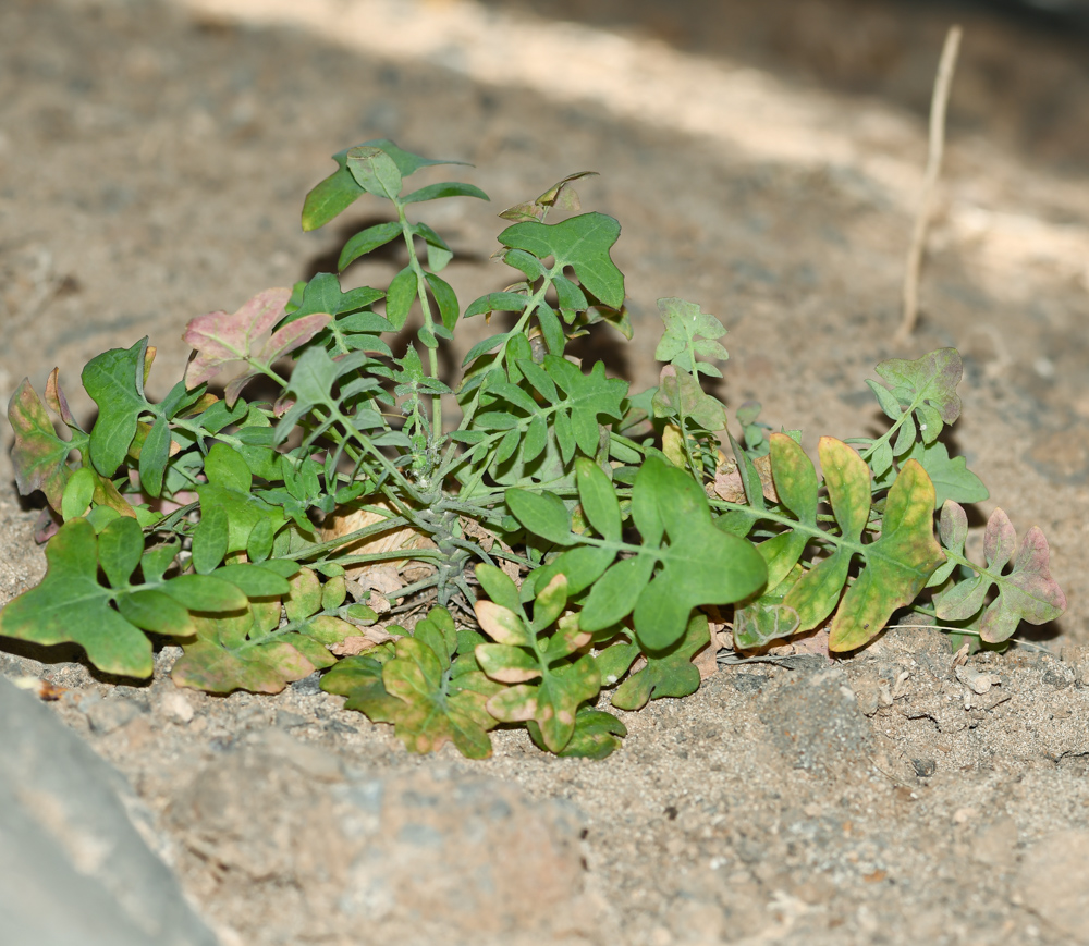 Image of Sonchus tenerrimus specimen.