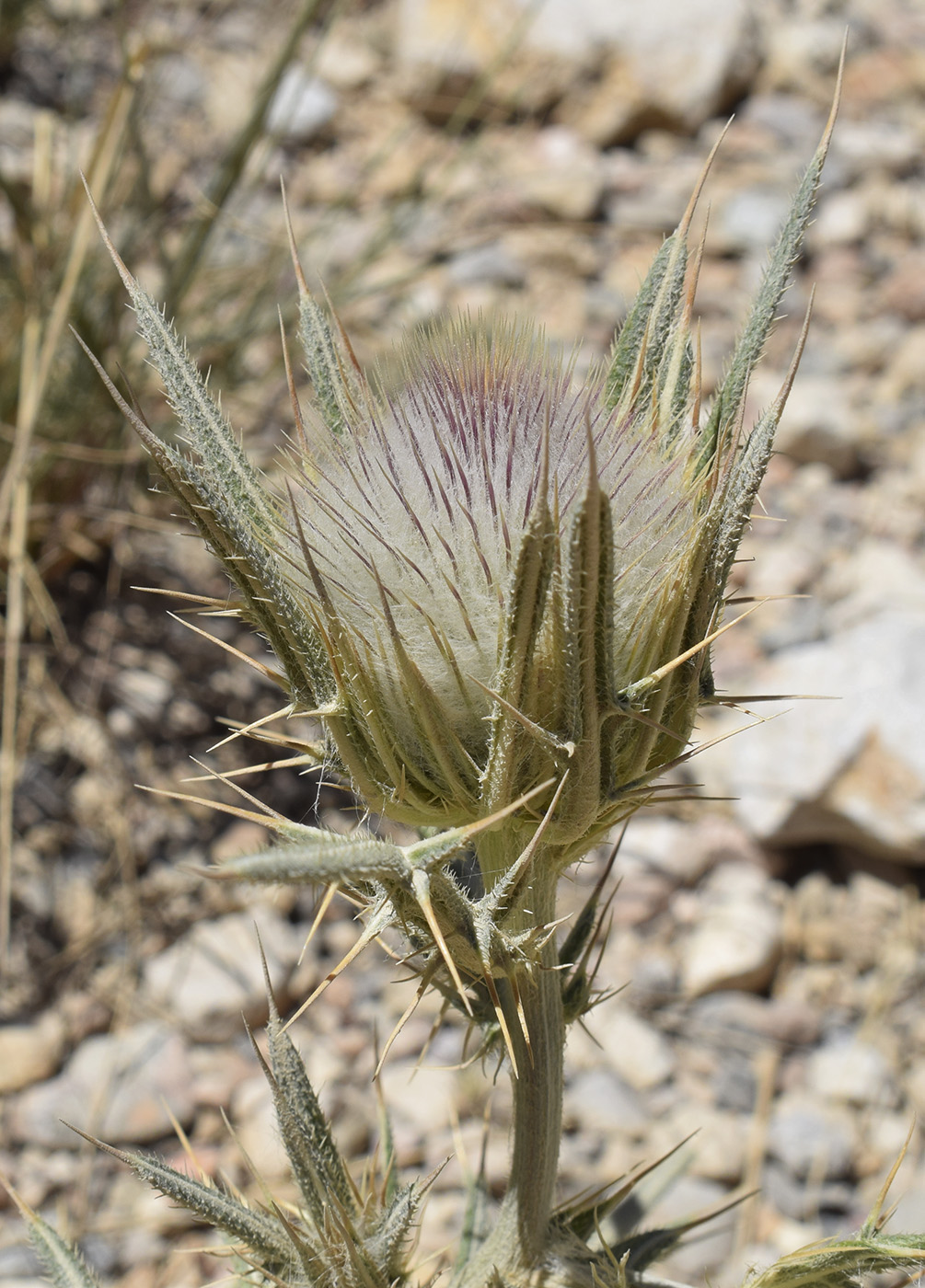 Изображение особи Cirsium richterianum.