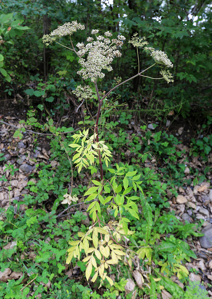 Image of Angelica anomala specimen.