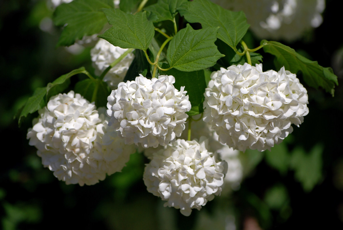 Изображение особи Viburnum opulus f. roseum.