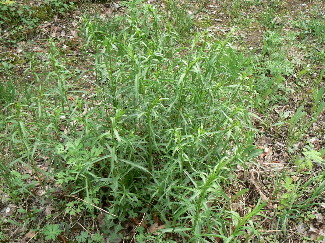 Изображение особи Artemisia dracunculus.