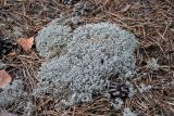 Cladonia rangiferina. Талломы на почве. Тульская обл., Суворовский р-н, Суворовские карьеры, посадки сосны с примесью берёзы. 05.09.2020.