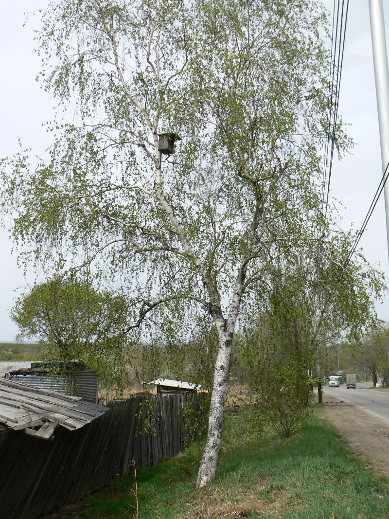 Image of Betula pendula specimen.