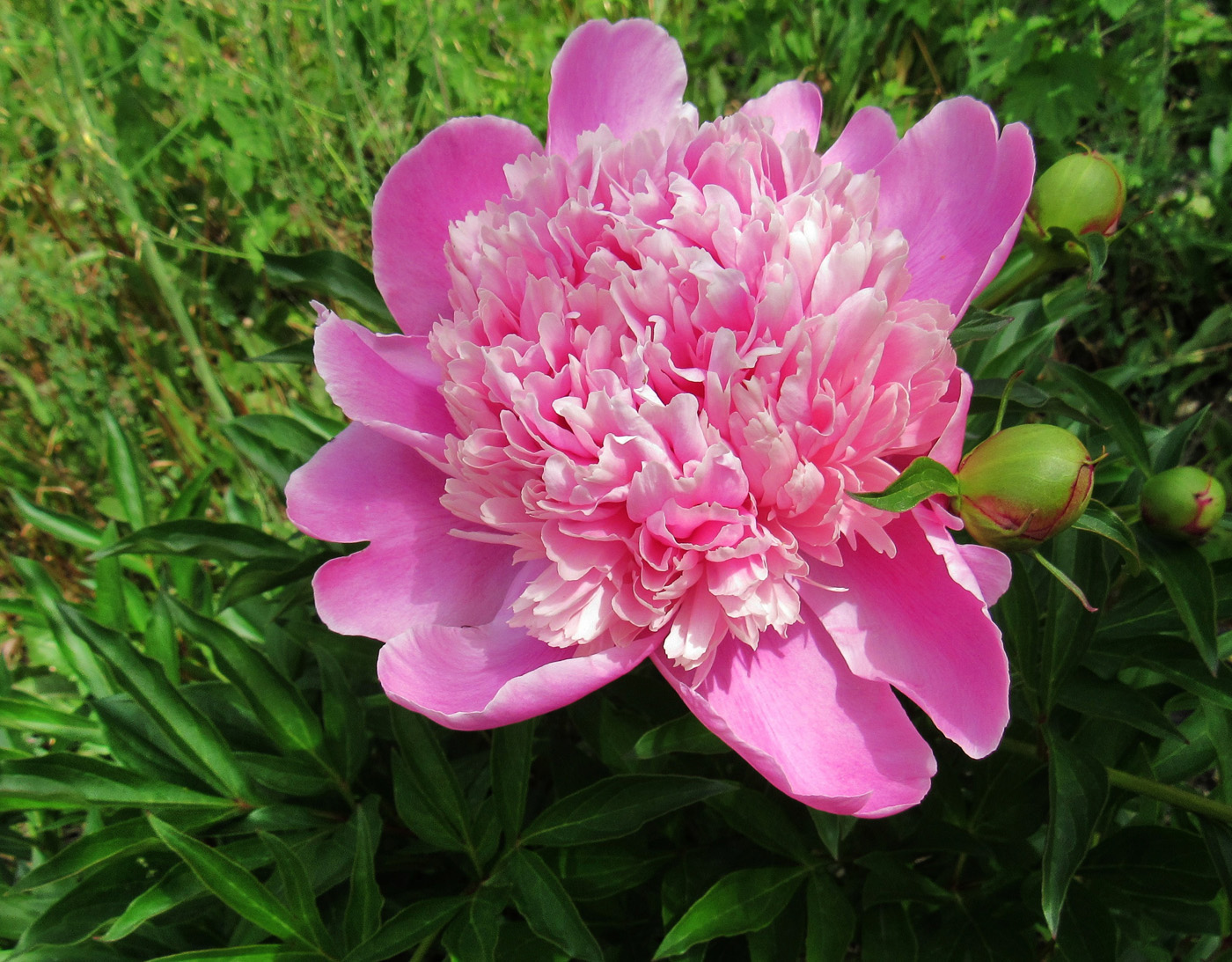 Image of Paeonia lactiflora specimen.