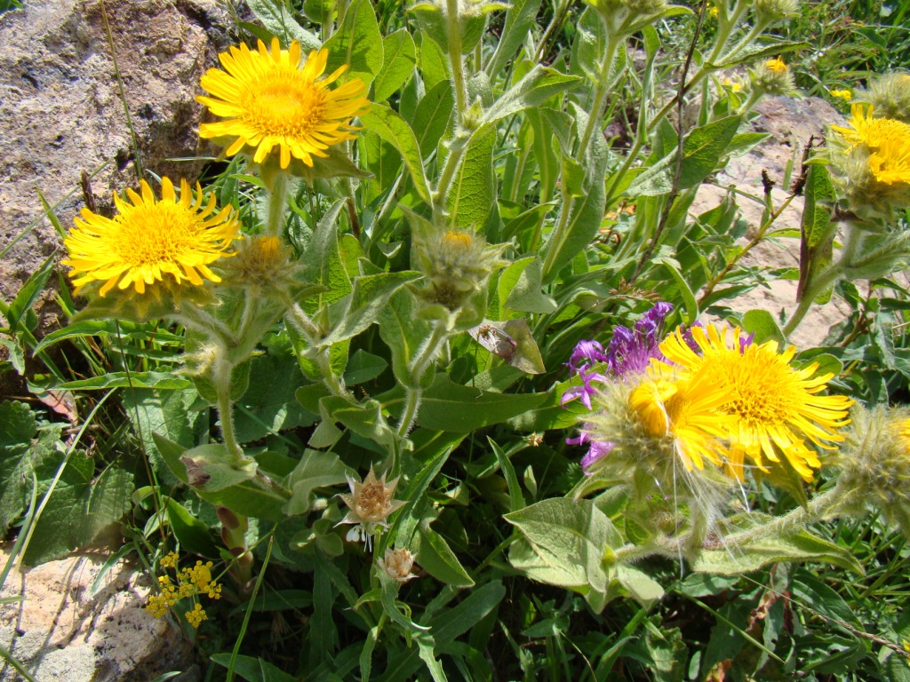 Image of Inula mariae specimen.