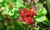 Rhodiola integrifolia