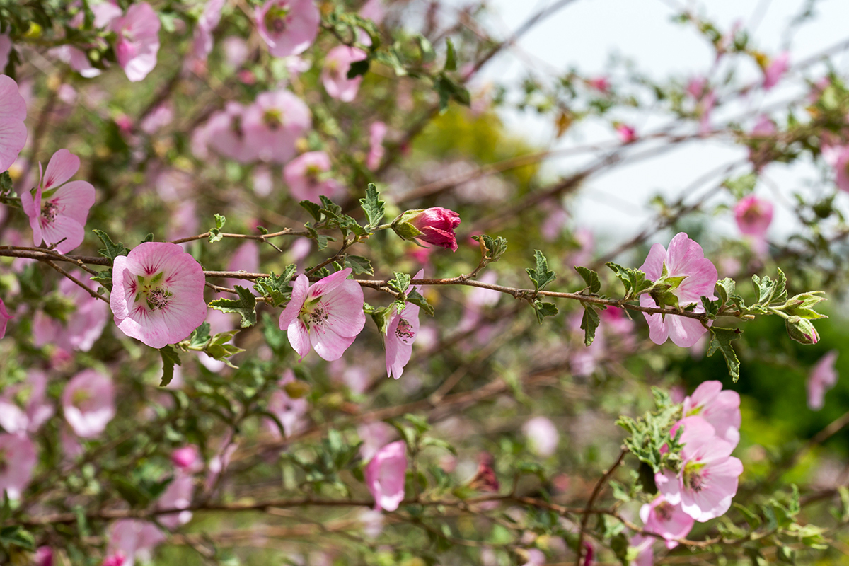 Изображение особи Anisodontea scabrosa.