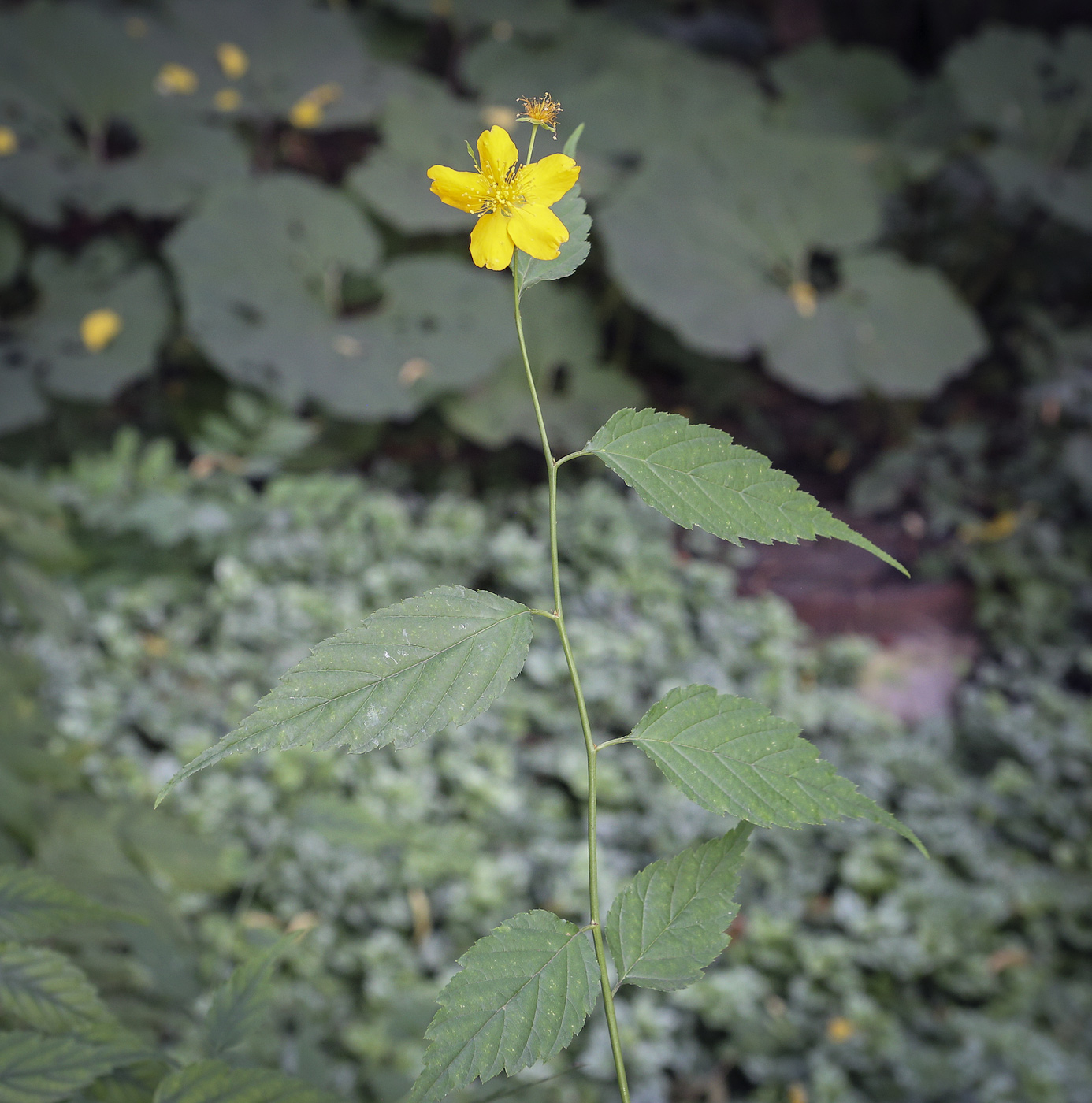 Image of Kerria japonica specimen.