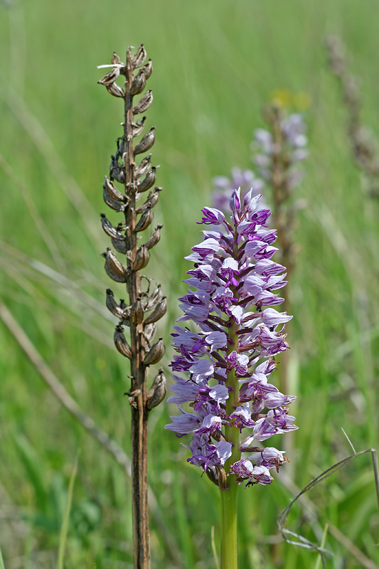 Image of Orchis militaris specimen.