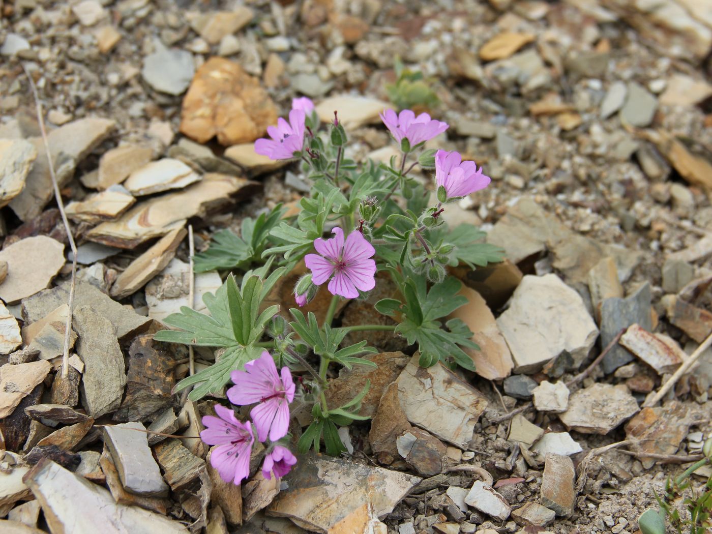 Изображение особи Geranium charlesii.