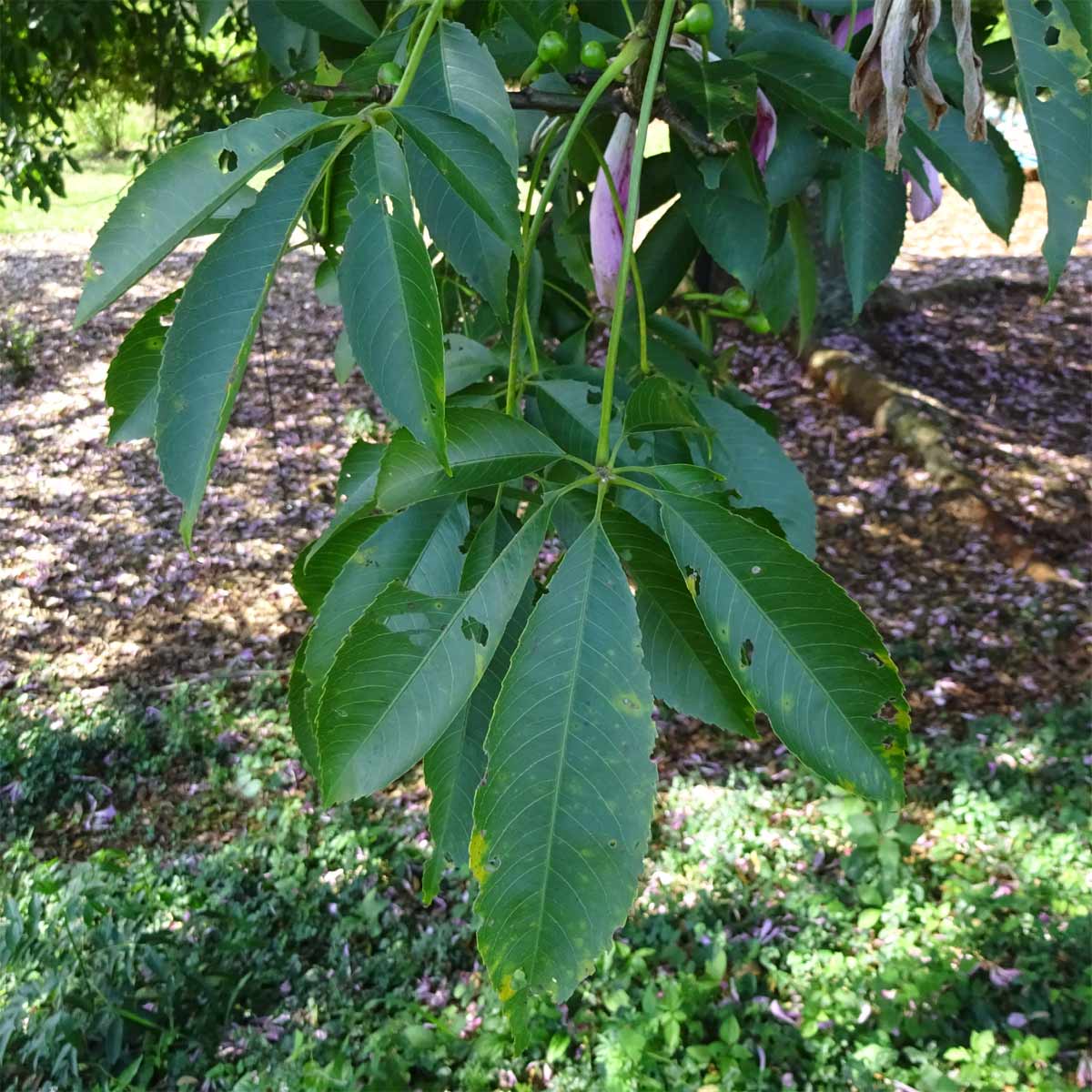 Изображение особи Ceiba pubiflora.