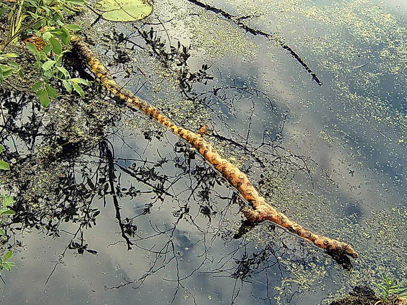 Image of Nuphar lutea specimen.