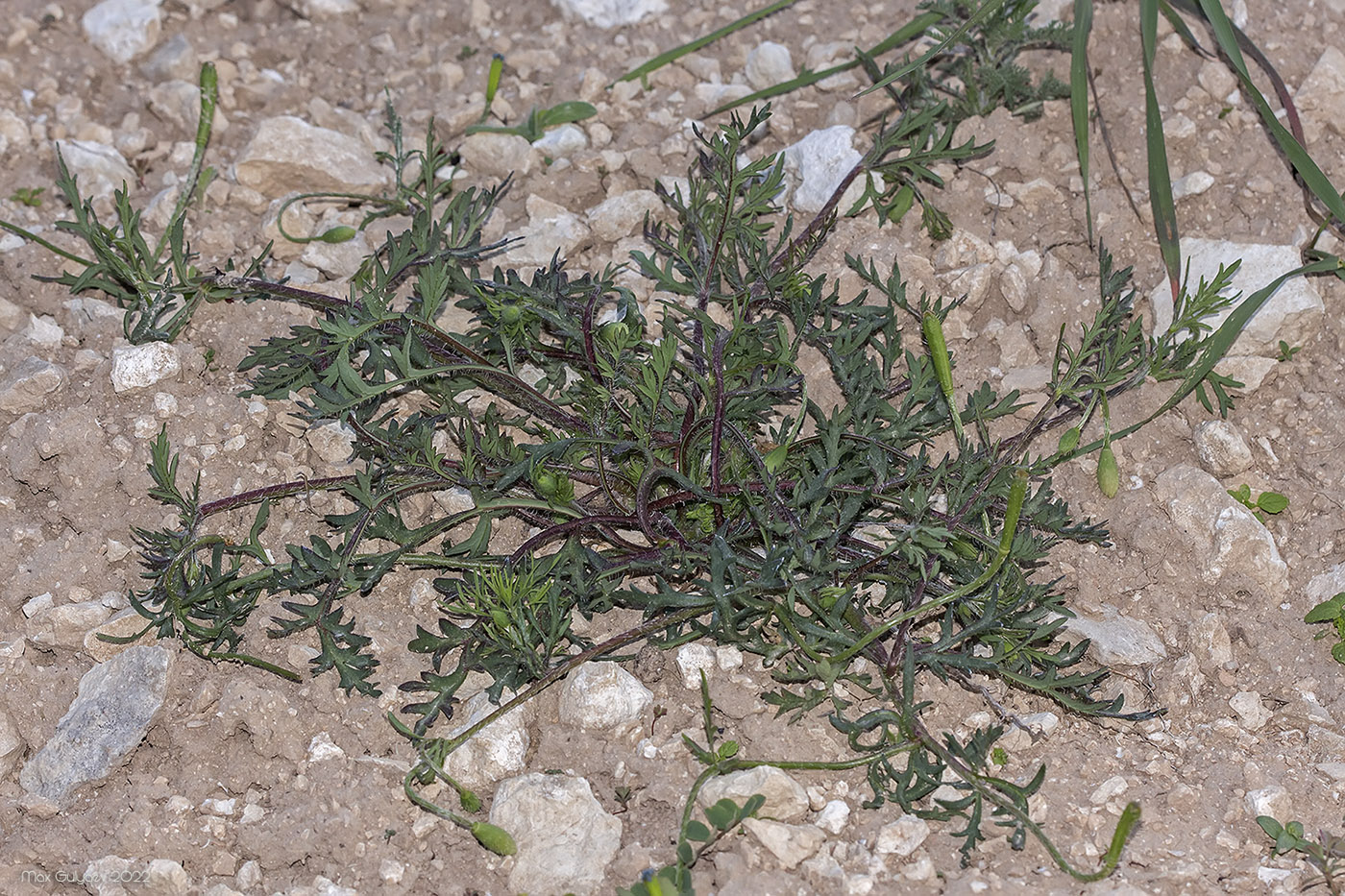 Image of familia Papaveraceae specimen.