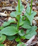 Valeriana capitata