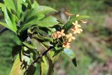 genus Ixora. Ветвь с цветками. Мадагаскар, провинция Анциранана, регион Диана, о-в Нуси Бе. 05.05.2018.