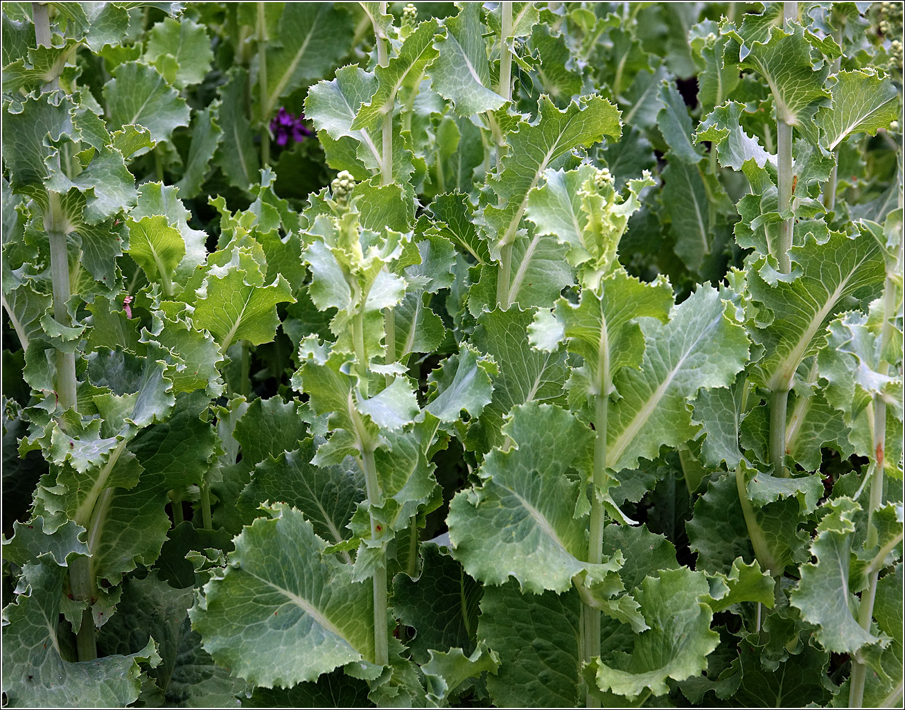 Image of Lactuca sativa specimen.