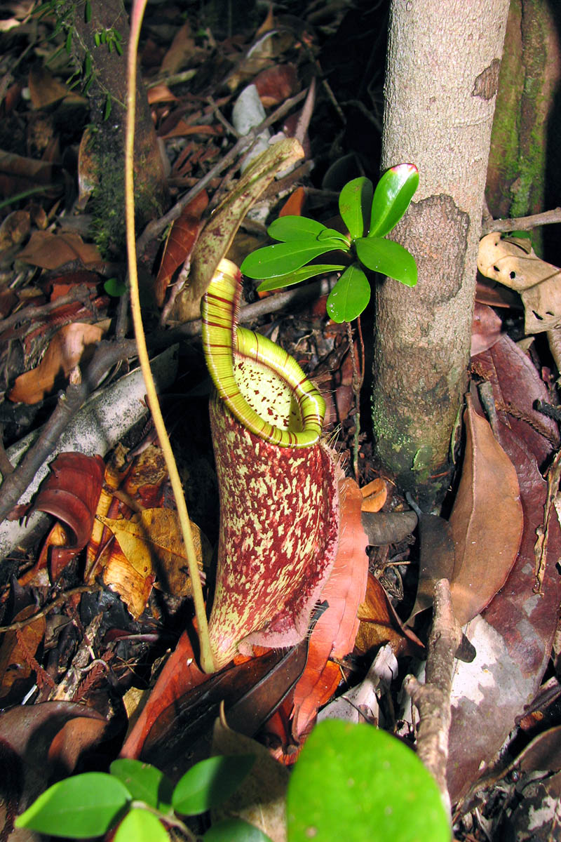 Изображение особи Nepenthes rafflesiana.