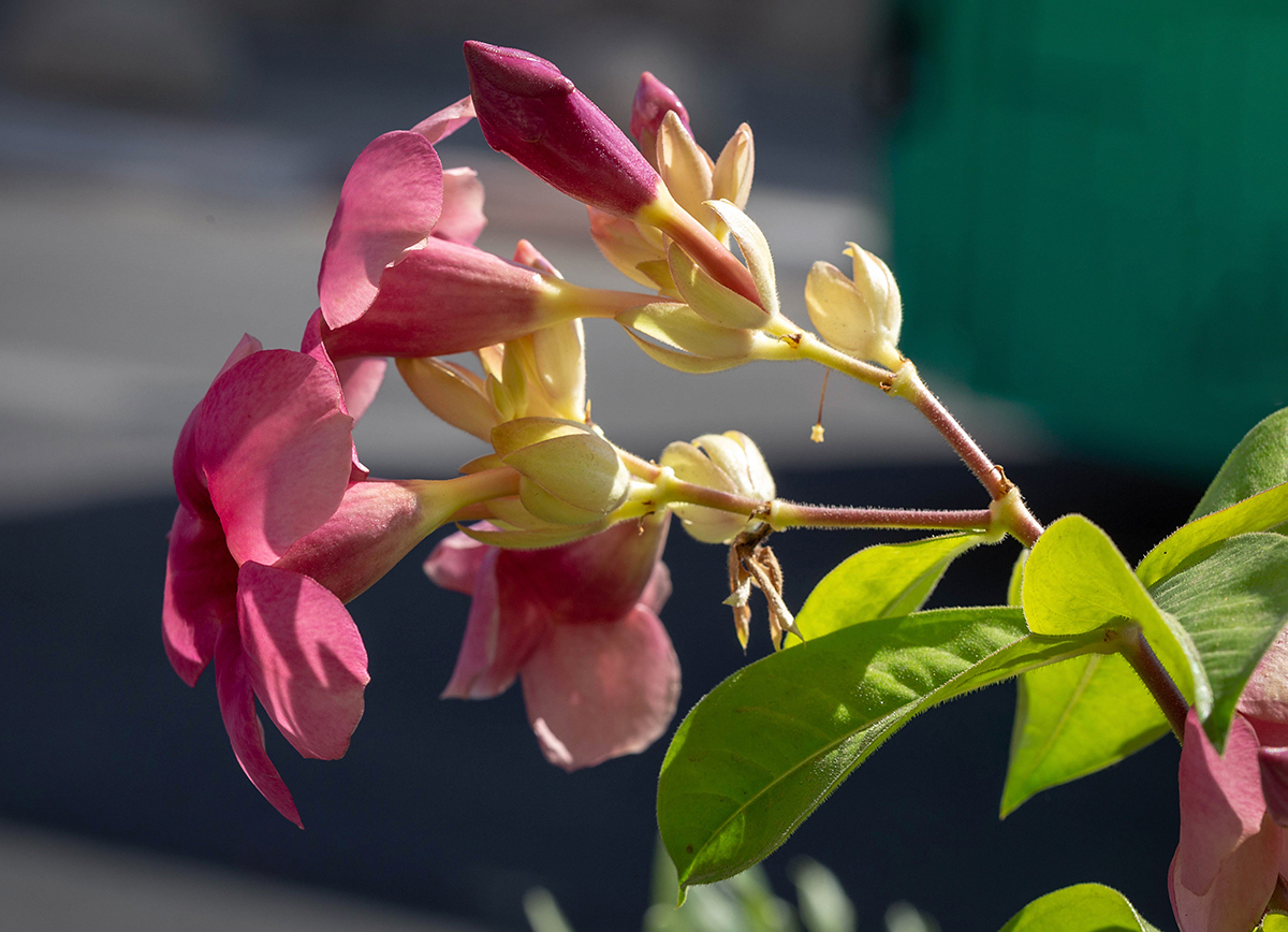 Image of Allamanda blanchetii specimen.