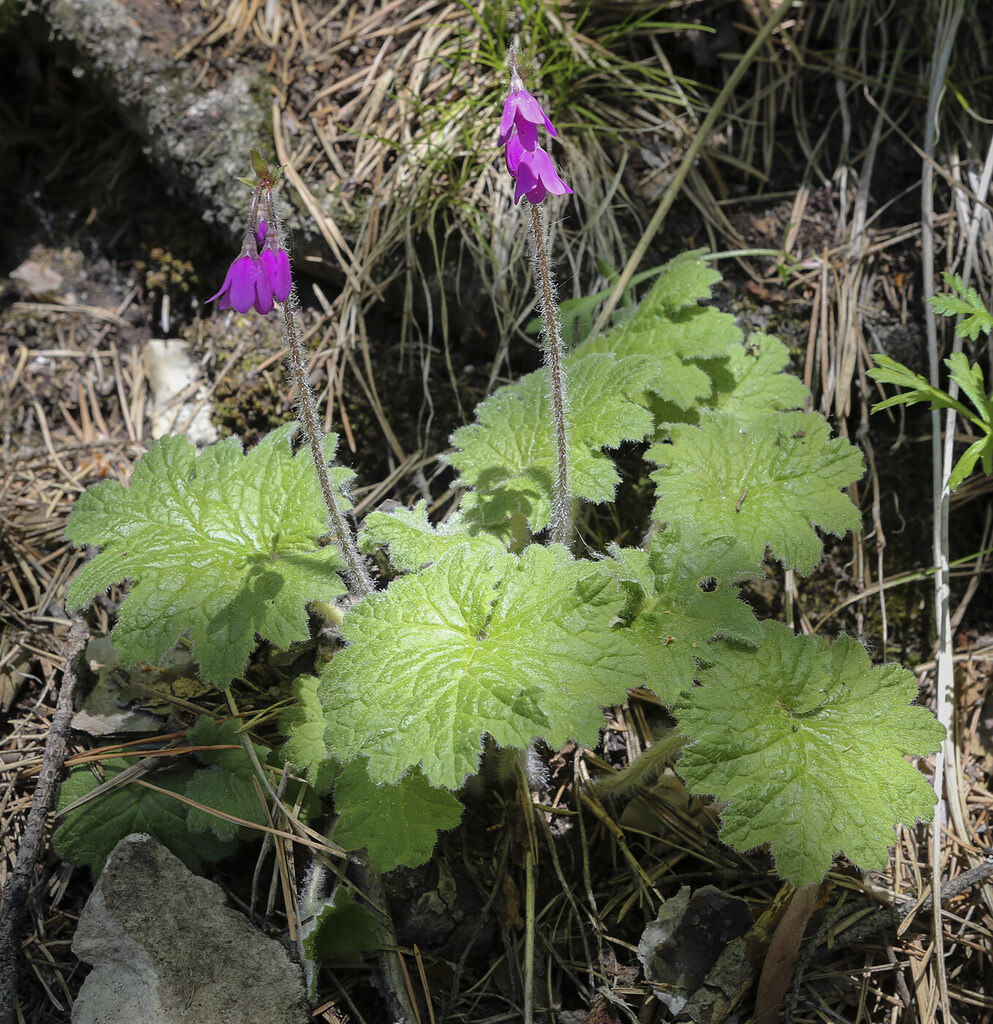 Image of Cortusa matthioli specimen.