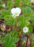 Rubus chamaemorus. Цветущее растение. Якутия, Мирнинский р-н, окр. пос. Светлый. 11.06.2009.