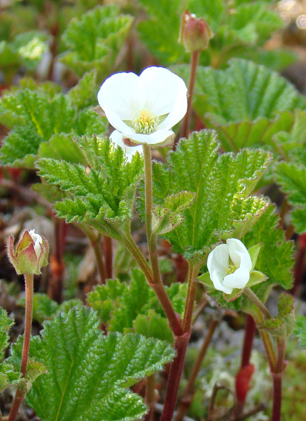 Image of Rubus chamaemorus specimen.