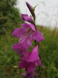 Смотреть изображение Gladiolus imbricatus