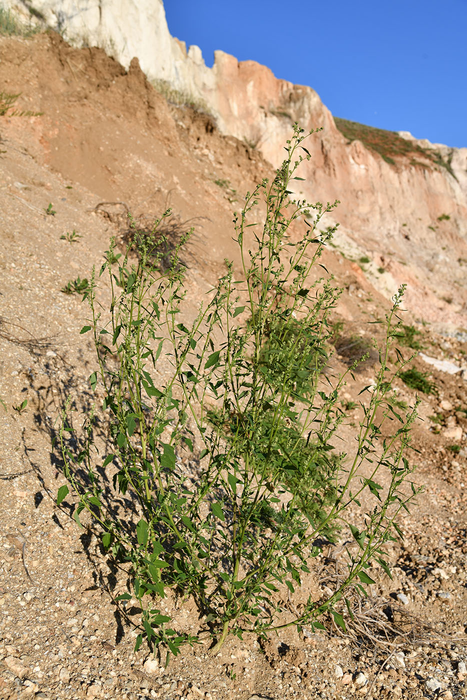 Изображение особи род Chenopodium.