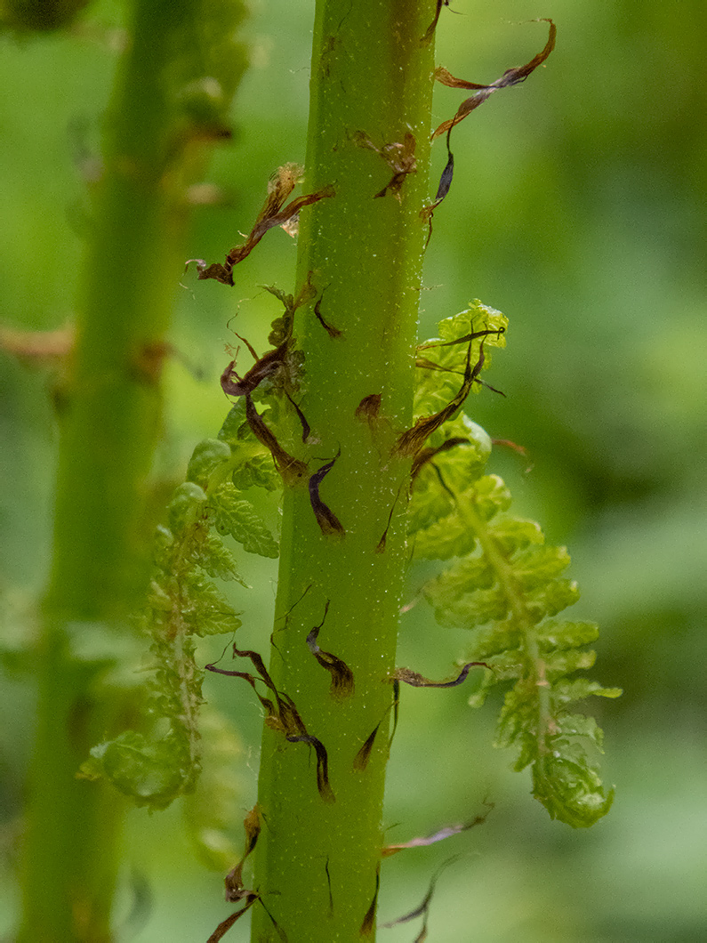 Image of Athyrium filix-femina specimen.