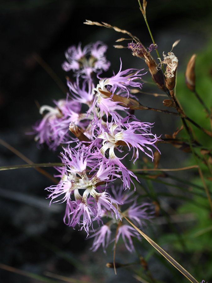 Изображение особи Dianthus superbus.