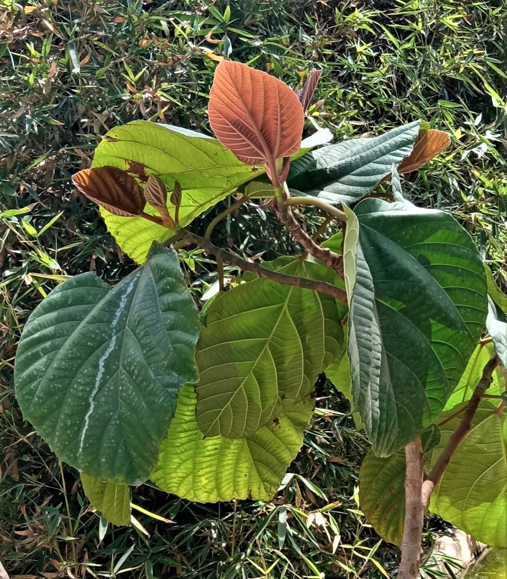 Image of class Magnoliopsida specimen.