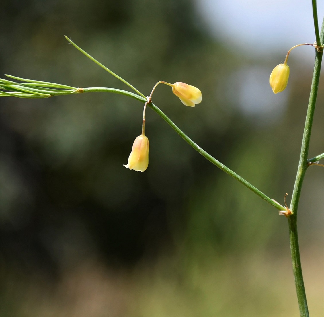 Image of Asparagus officinalis specimen.