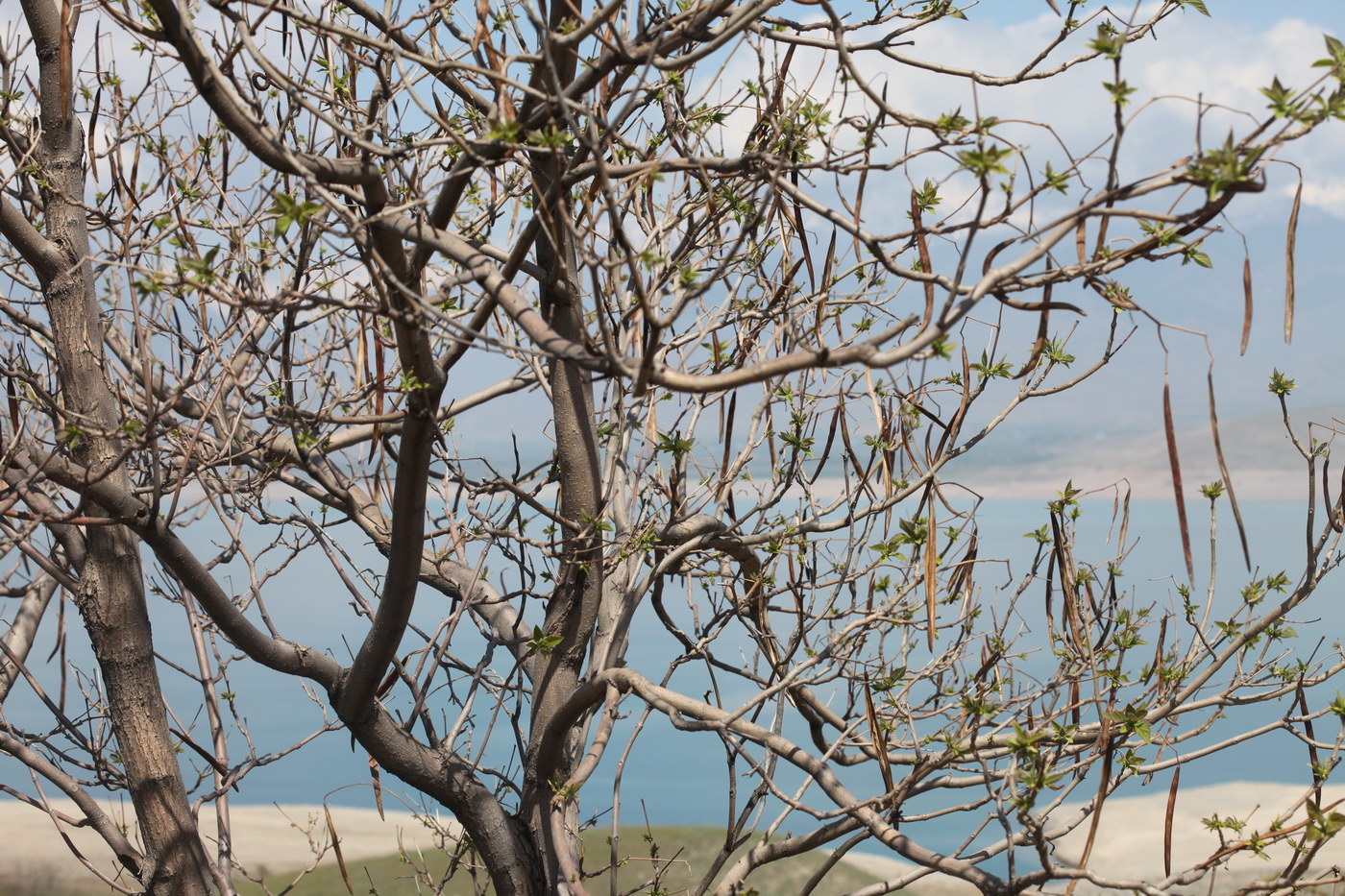 Image of genus Catalpa specimen.