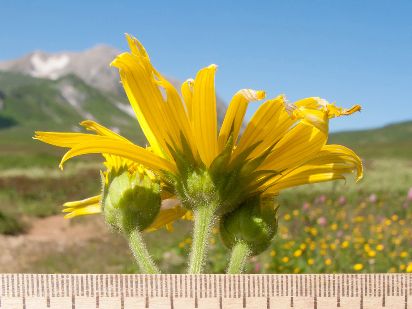 Изображение особи Doronicum macrophyllum.