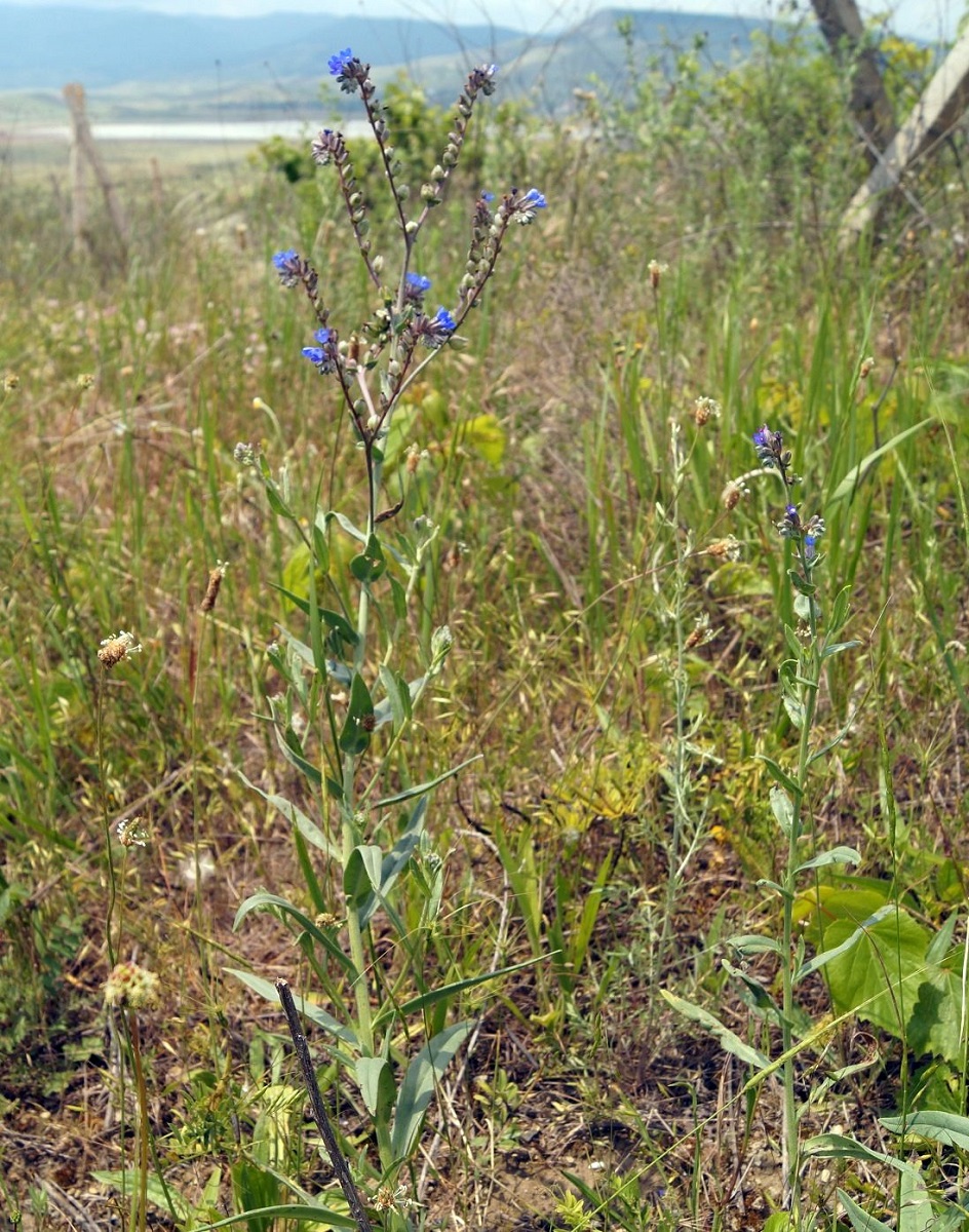 Image of Anchusa leptophylla specimen.